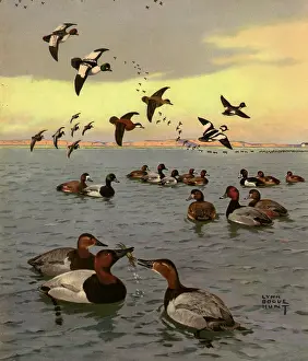 Bogue: Ducks on Lake