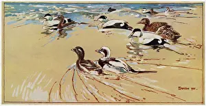Northumbria: Ducks in Lindisfarne