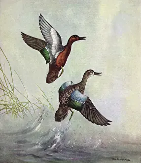 Shortt: Ducks in a Marsh