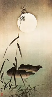Brightly: Ducks on Moonlit Pond