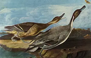Pintail: Two Ducks and Moth