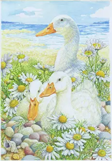Mayweed: Ducks Resting in Sea-Mayweed