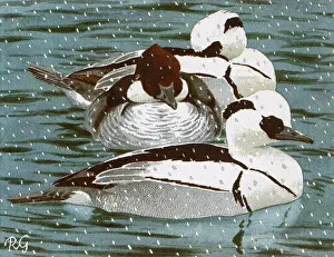 Albellus: Ducks/Smew