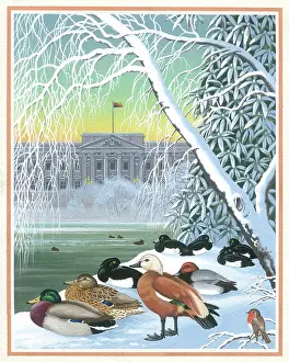 Asta: Ducks in the snow beside lake