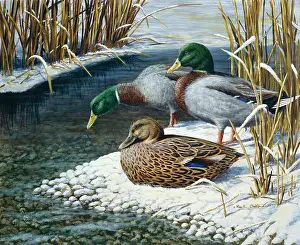 Mallards: Three Ducks ' by snowy stream