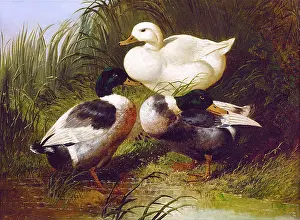 Lady Annunziata Asquith Collection (mep): Ducks by a Stream, by John Frederick Herring Jr