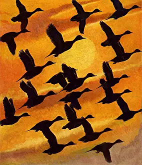 Ducks at Sunset