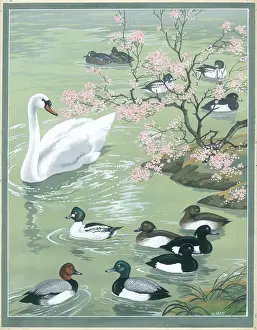 Teal: Ducks and swan on lake