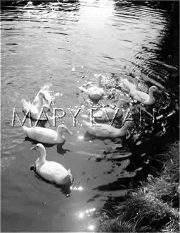 Rippling: DUCKS SWIMMING