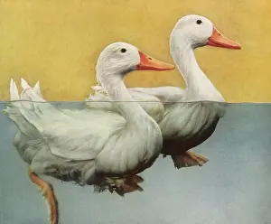 Classicaillustration: Ducks swimming in Water