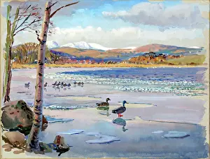 Scences: Ducks at water's edge