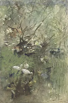 Bstp1603: Ducks Among Willows
