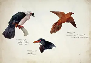 Barnard: Ducula pacifica, Macropygia mackinlayi, Columba vitiensis
