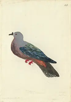 Mimosa: Ducula pacifica, Pacific imperial pigeon