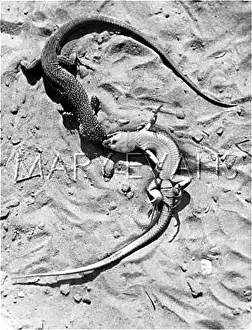 Duelling: DUELLING LIZARDS