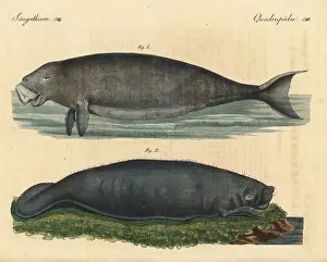Amazonian: Dugong and Amazonian manatee