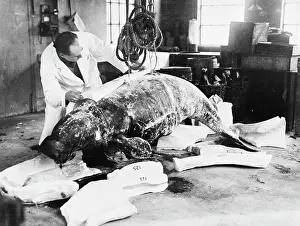 Siren: Dugong casting, c.1924, the Natural History Museum, London