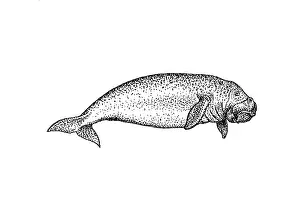 Siren: Dugong dugon, dugong