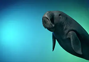 Submerged: Dugong dugon, dugong