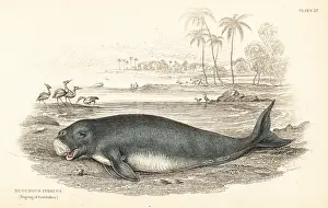 Indicus: Dugong, Dugong dugon