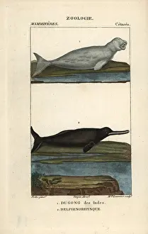 Dugong: Dugong, Dugong dugon (vulnerable) and Amazon