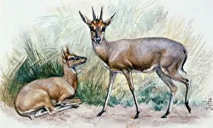 Duiker: Duiker, 1896