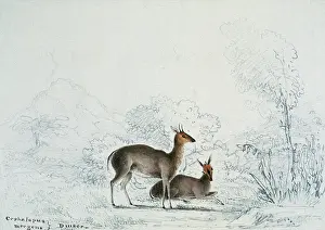 1835 1839: Duikers, 1835-1839