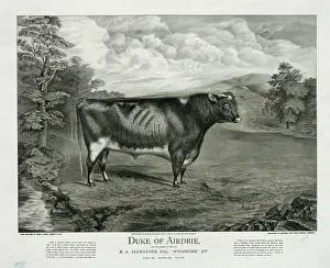 Airdrie: Duke of Airdrie