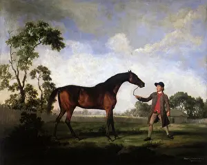 Stallion: Duke of Ancaster's Bay Stallion Spectator... by Stubbs