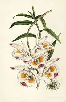 Stroobant: Duke of Devonshire's dendrobium, Dendrobium devonianum