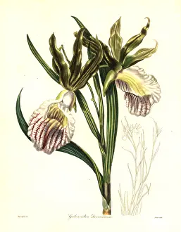 Devonshires: Duke of Devonshire's galeandra orchid, Galeandra devoniana