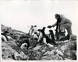 Latitude: Duke of Edinburgh with penguins, Antarctica