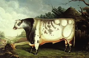 Shorthorn: Duke of Northumberland