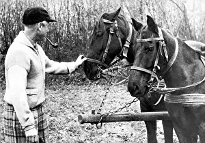 Dominions: Duke of Windsor with horses in Paris