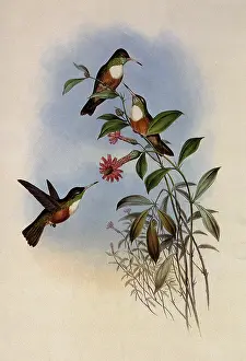 Amazilia: Dumeril's Amazili, Amazilia Dumerili