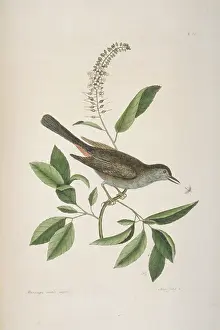 Catbird: Dumetella carolinensis, gray catbird