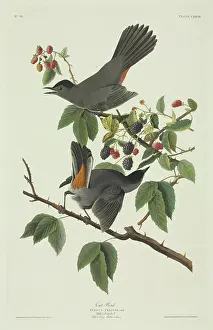 Blackberry: Dumetella carolinensis, grey catbird