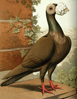 Pigeons: Dun Carrier Cock Pigeon