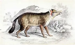 Aguara: DUN-FOOTED AGUARA DOG