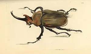 Miscellany: Dung beetle, Megasoma elephas