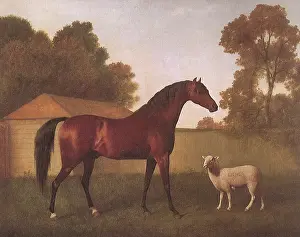Equines: Dungannon and Sheep, by Stubbs