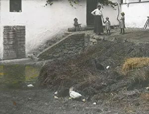 Manure: At the dunghill in the courtyard