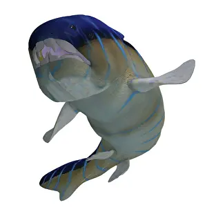 Paleozoic: Dunkleosteus fish showing teeth