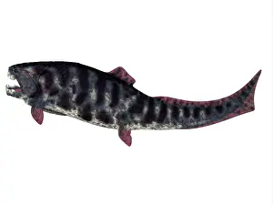 Terrelli: Dunkleosteus prehistoric fish from the Devonian period