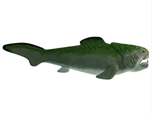 Placoderm: Dunkleosteus prehistoric fish from the Devonian period
