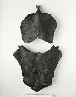 Placoderm: Dunkleosteus terrelli, fish