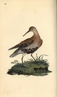 Alpina: Dunlin, Calidris alpina