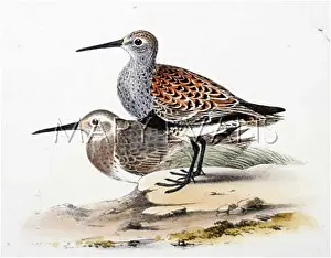 Alpina: DUNLIN (MORRIS)