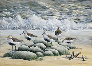 Dunlin: Dunlin ' on rocks at the sea shore