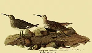 Sandpiper: Dunlins